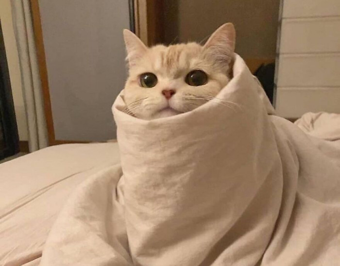 Esmu burrito!