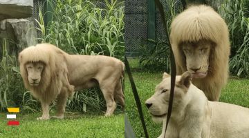Ķīnas zoodārzā LAUVA tikusi pie jaunas frizūras