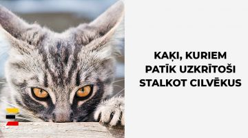 30 smieklīgi kaķi, kuriem patīk uzkrītoši stalkot cilvēkus