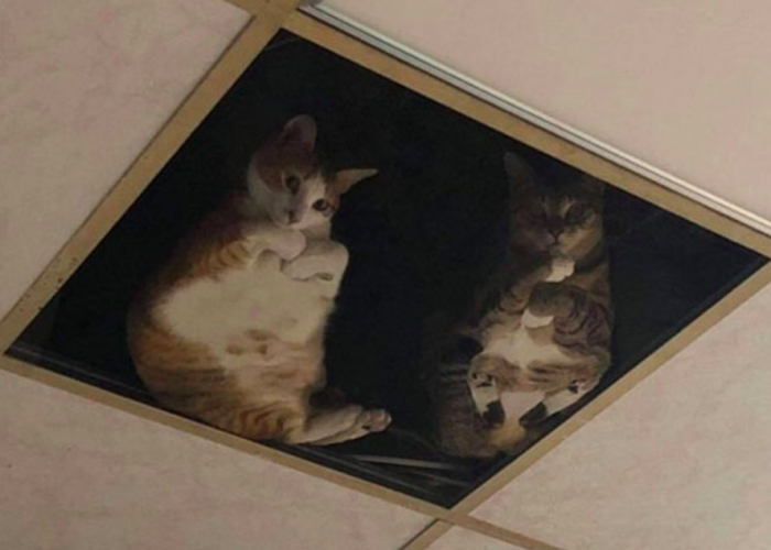 "Lūk, kāds mums dzīvais TV!"