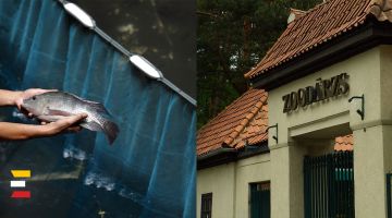 UZVARAS PARKA ZIVIS kļūs par barību Rīgas zoo iemītniekiem
