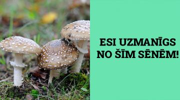 8 INDĪGAS sēnes Latvijā, kuras nelikt savā grozā. Pabrīdini sēņotājus!