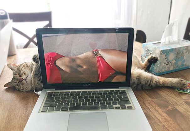 Purrrrrfekti!
