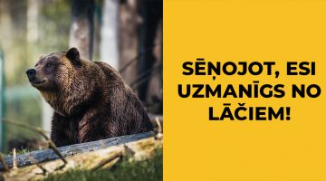 VIDEO: Valkas mežos atkal manīti 2 skaisti lāči. Ko darīt sastopoties?