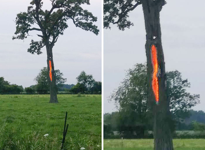 Zibens spēriens kokā, kas izskatās pēc portāla uz citu pasauli
