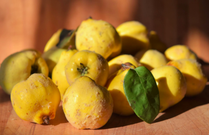 Cidonijas