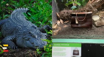 KROKODILA vietā Londonas zoodārza apmeklētājus pārsteidz somiņa
