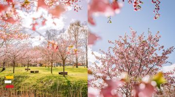 Rīgā uzplaukušas SAKURAS